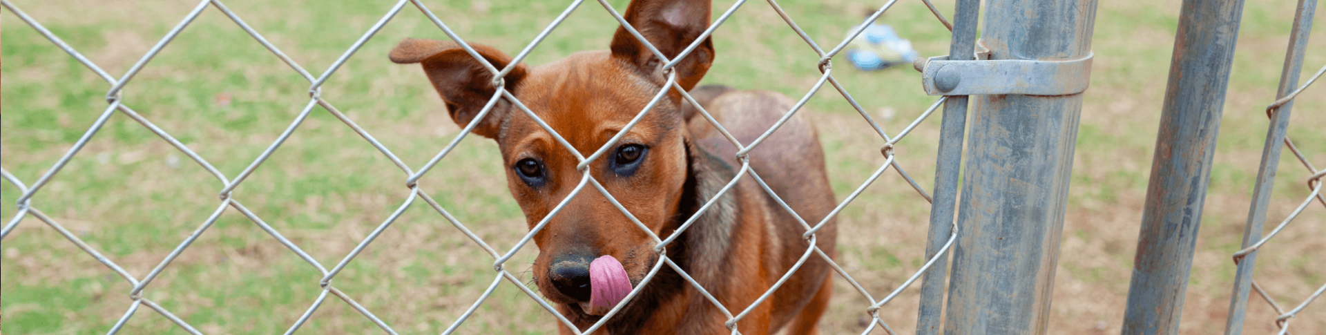 a dog licking its nose through a fence